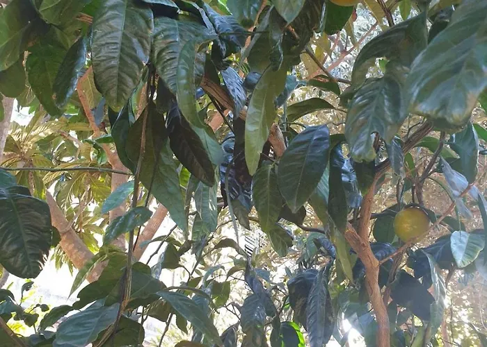 In With Terrace, Air Conditioning, Wifi, Washing Machine 4913-2 * Mali Lošinj